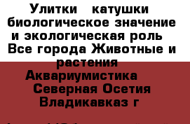 Улитки – катушки: биологическое значение и экологическая роль - Все города Животные и растения » Аквариумистика   . Северная Осетия,Владикавказ г.